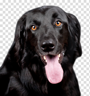 Black Dog PNG Transparent Image - PngPix