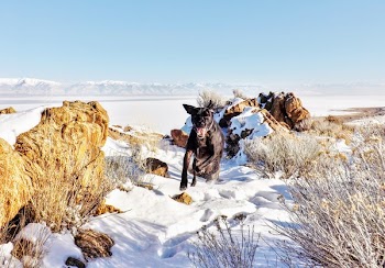 Black Dog Running on Snow Covered Field