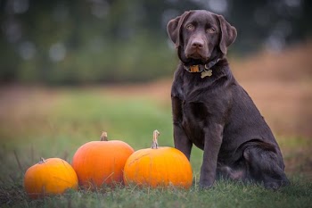 black dog sitting on grass