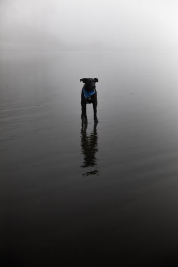 black dog standing on body of water