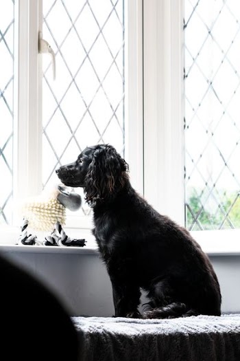 black dog staring outside