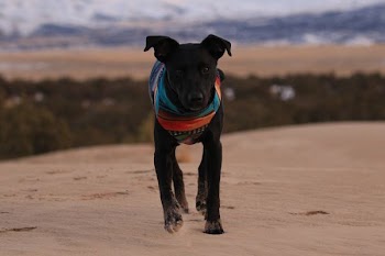 black dog walking on sand during daytime