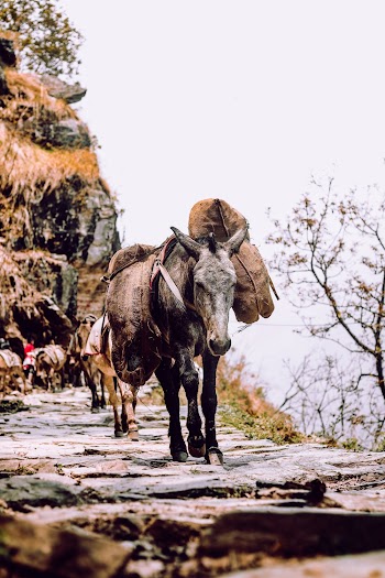 Black Donkey on a Road