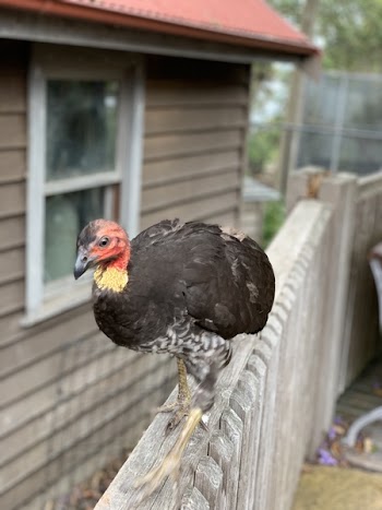 Black Duck