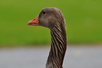 Black Duck