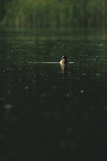 Black Duck in Body of Water