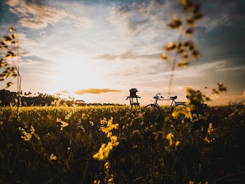 Black Dutch Bicycle Surrounded by Green Grass Field