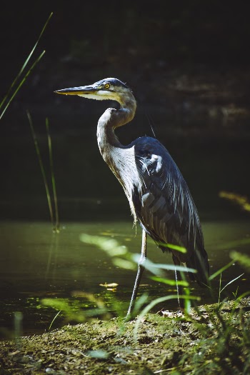 Black Egret