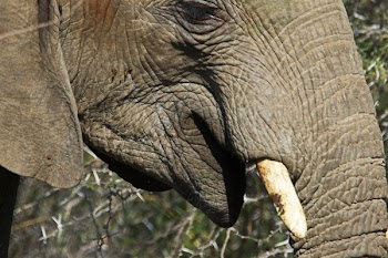 Black Elephant