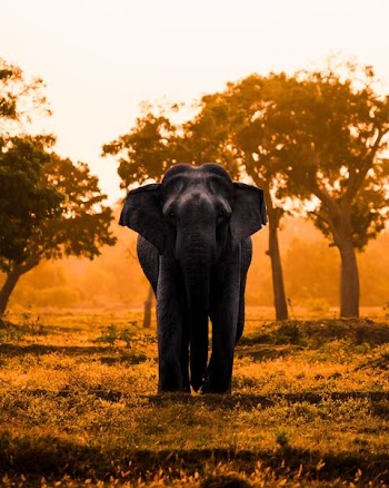 black elephant surrounded by trees