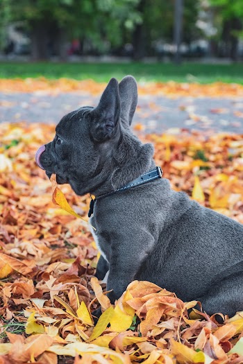 Black English Bulldog Puppy