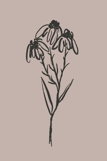 Black Eyed Susan line art, | Free Photo - rawpixel
