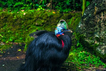 Black Feathered Bird Beside Mossy Stone