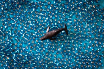 Black Fish