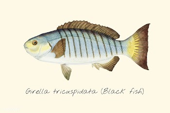 Black Fish drawing | Free stock vector - 47249