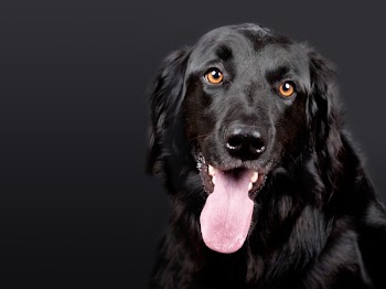 Black Flat Coated Retriever