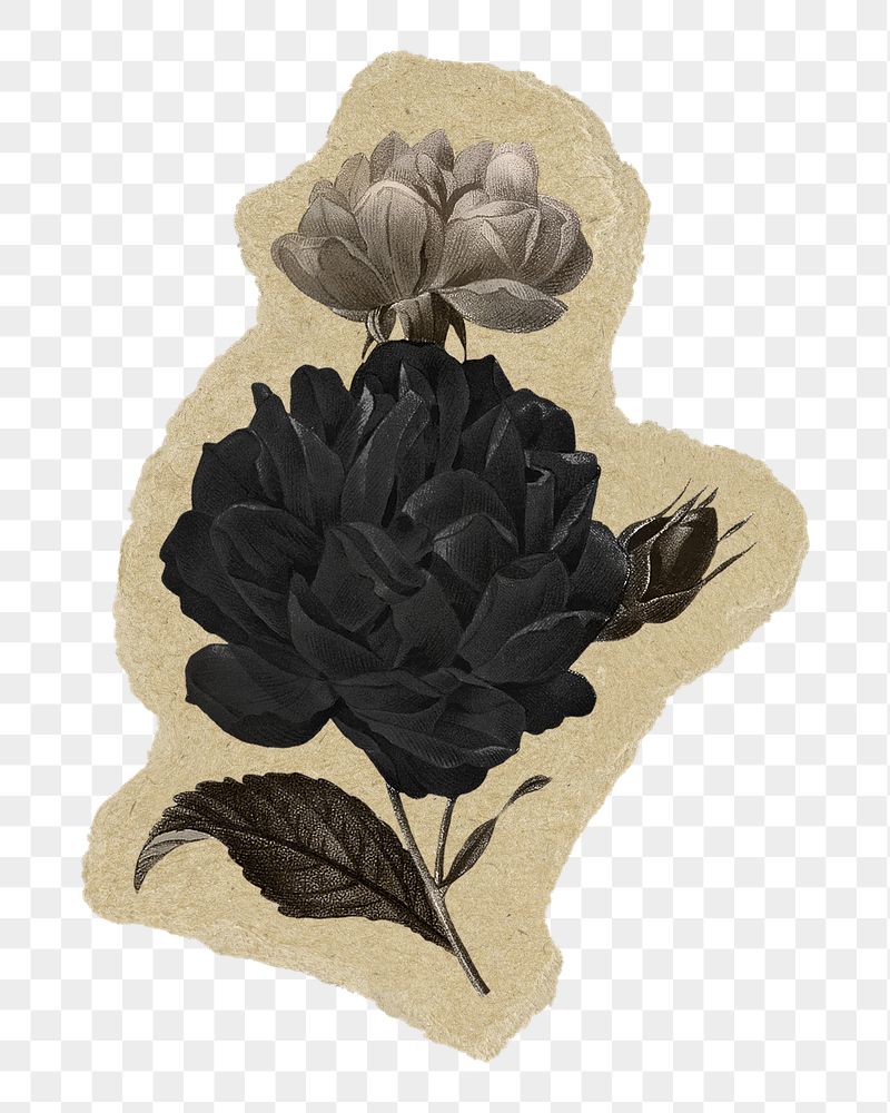 Black flower png sticker, torn | Free PNG - rawpixel