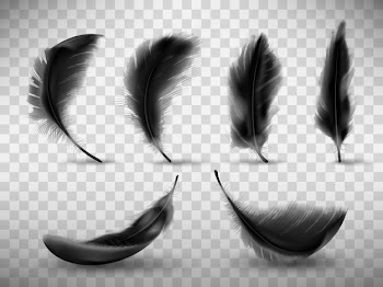 Black fluffy feather with shadow vector realistic Free Vector