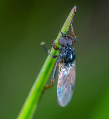 Black Fly Close-up Photography