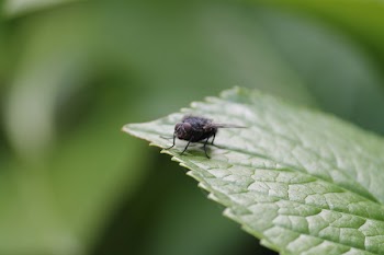 Black Fly on Green Leaf
