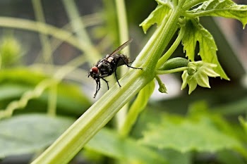 Black Fly on Green Leafy Plant