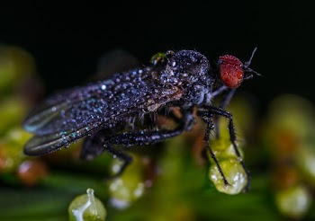 Black Fly With Dew
