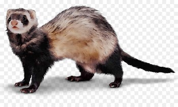 Black-footed ferret Dog Exotic pet -  