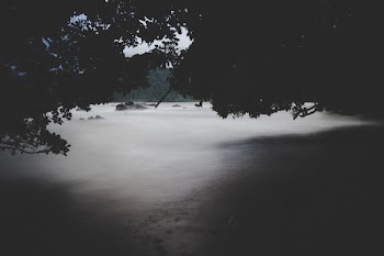 Black Forest Above of Body of Water Illustration