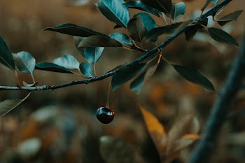 Black Fruit