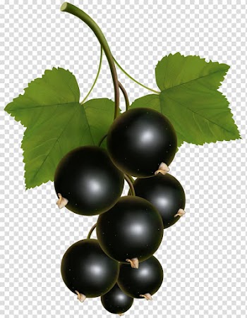 Black fruit , Blackcurrant Zante currant Redcurrant , Black Currant transparent background PNG clipart