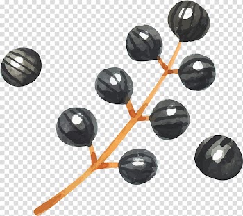 Black fruit illustration, Watercolor Blueberry transparent background PNG clipart