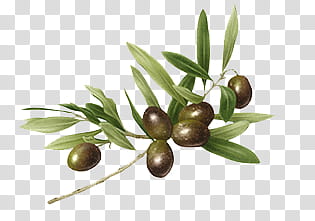 Black fruits transparent background PNG clipart