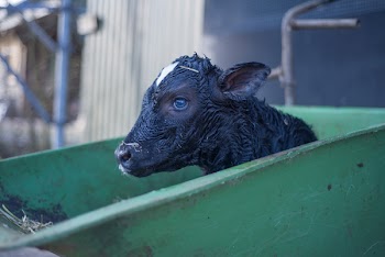 Black Goat in Green Cart during Daytime