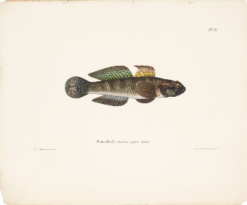 Black goby, 1836 - 1857, | Free Photo - rawpixel
