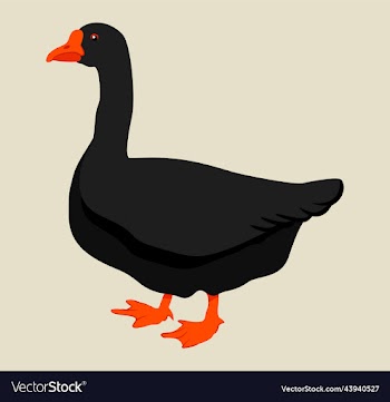 black goose