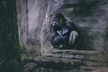 Black Gorilla
