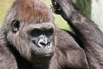 Black Gorilla