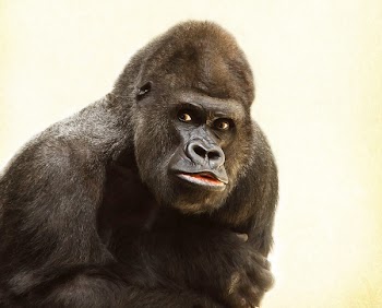 Black Gorilla in Close Up Photography