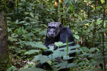 Black Gorilla Surrounded With Green Plants Close-up Photography