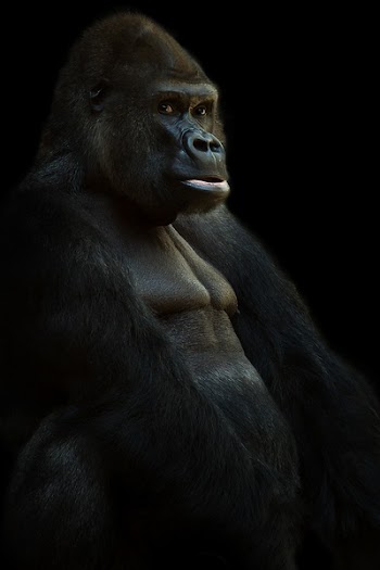Black Gorrilla