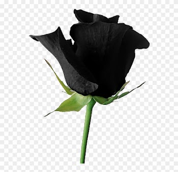 Black Goth Tumblr Aesthetic Rose Flower - Dead Rose Transparent