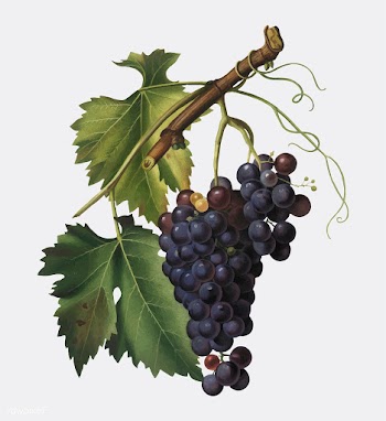 Black grape from Pomona Italiana illustration | Free stock vector - 488084