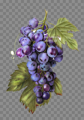 Black Grapes PNG Transparent Image