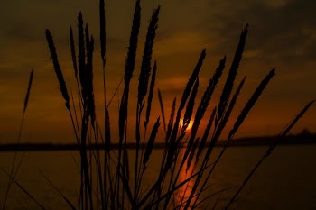 Black Grass