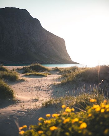 black grass field planted on sand