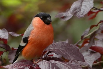 Black Gray and Orange Bird