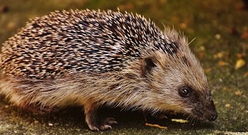 Black Grey Hedgehog
