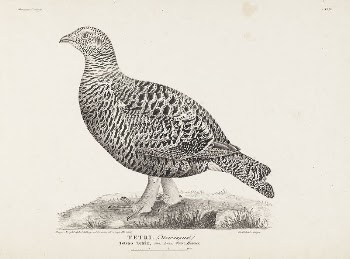 Black grouse, female, from the incomplete | Free Photo - rawpixel