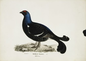 Black grouse, male, 1828 - | Free Photo - rawpixel