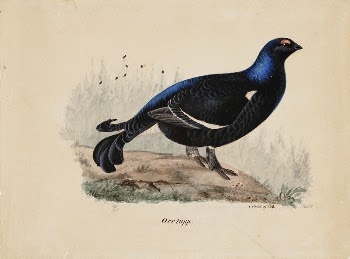 Black grouse, male, 1834, by Ferdinand | Free Photo - rawpixel